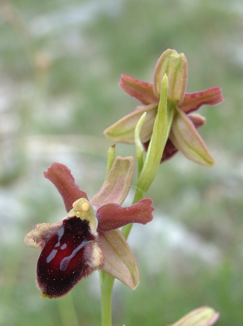 Ophrys promontorii